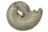 Iridescent, Pyritized Ammonite Fossils - 1" to 1 1/4" - Photo 2